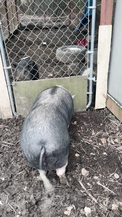 Enlarge Brownie & Oreo, a Adopted Pig in Martinez, CA video 2/5