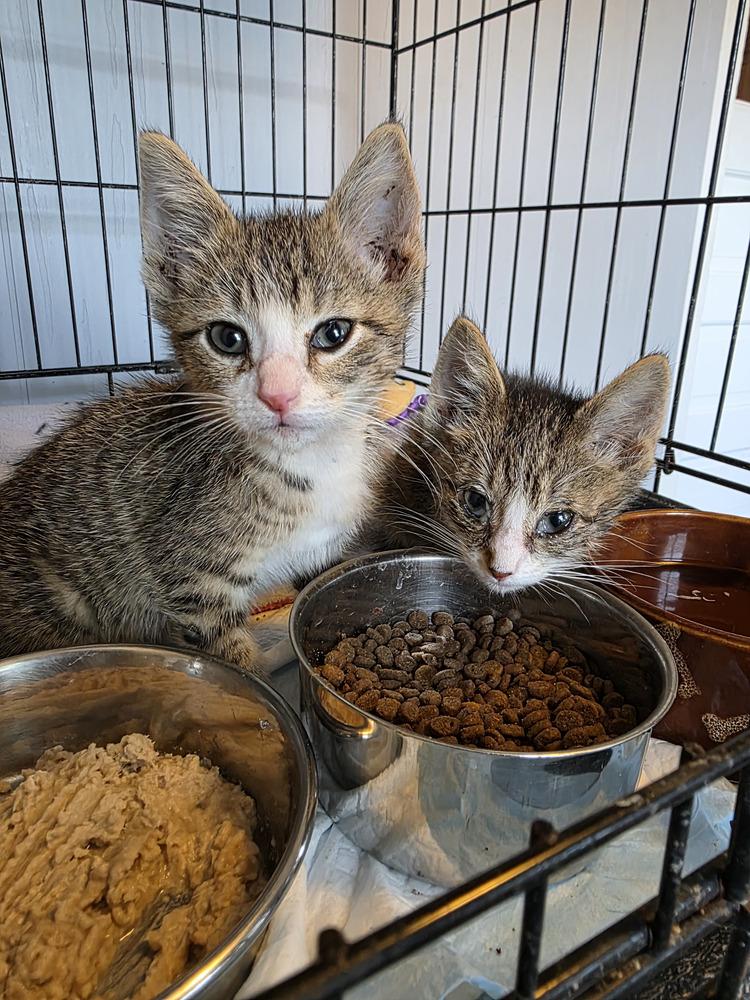 John, Adoptable, Kitten Male Domestic Short Hair.