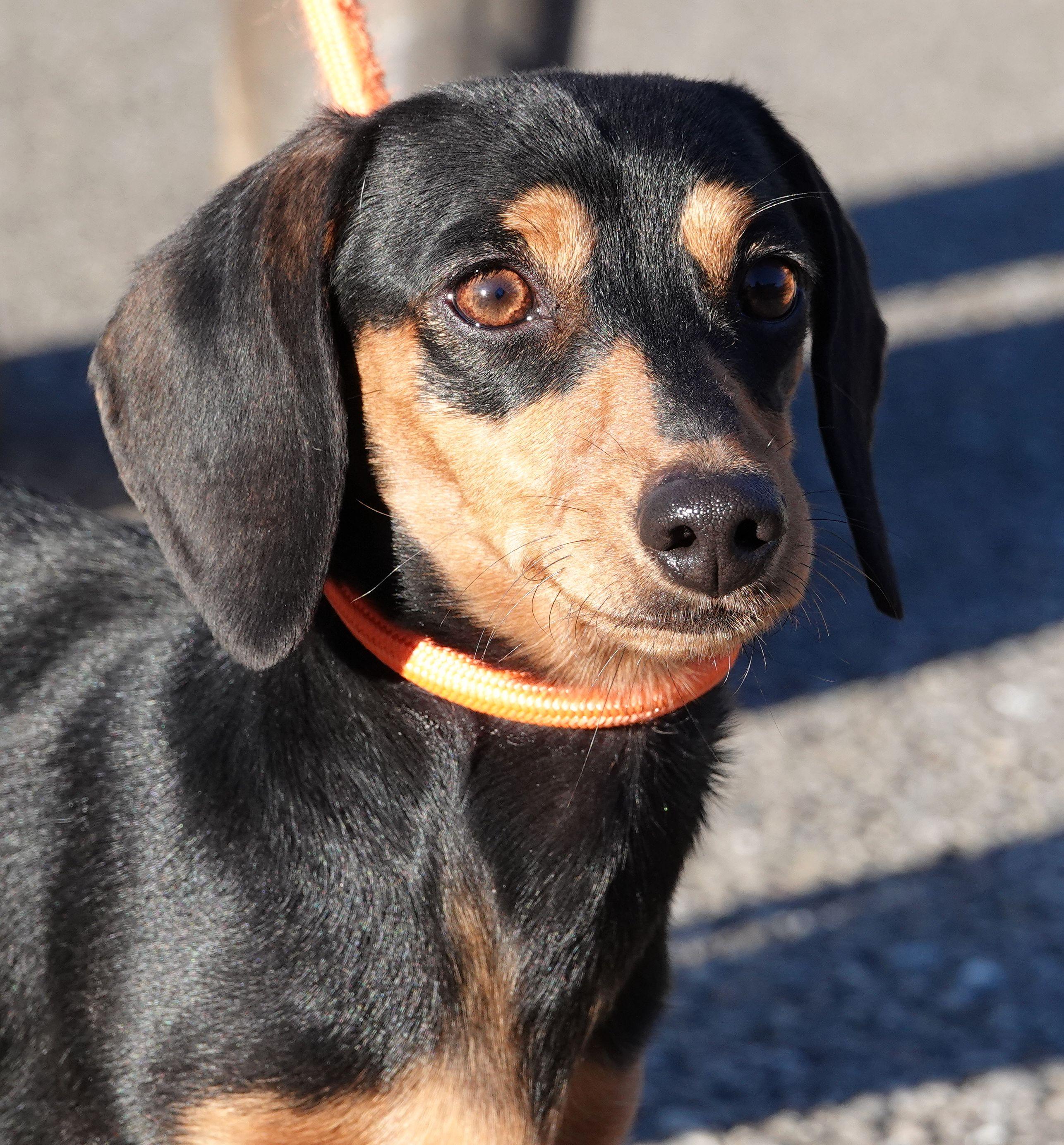 Tulip, ADOPTABLE, Young Female Dachshund.