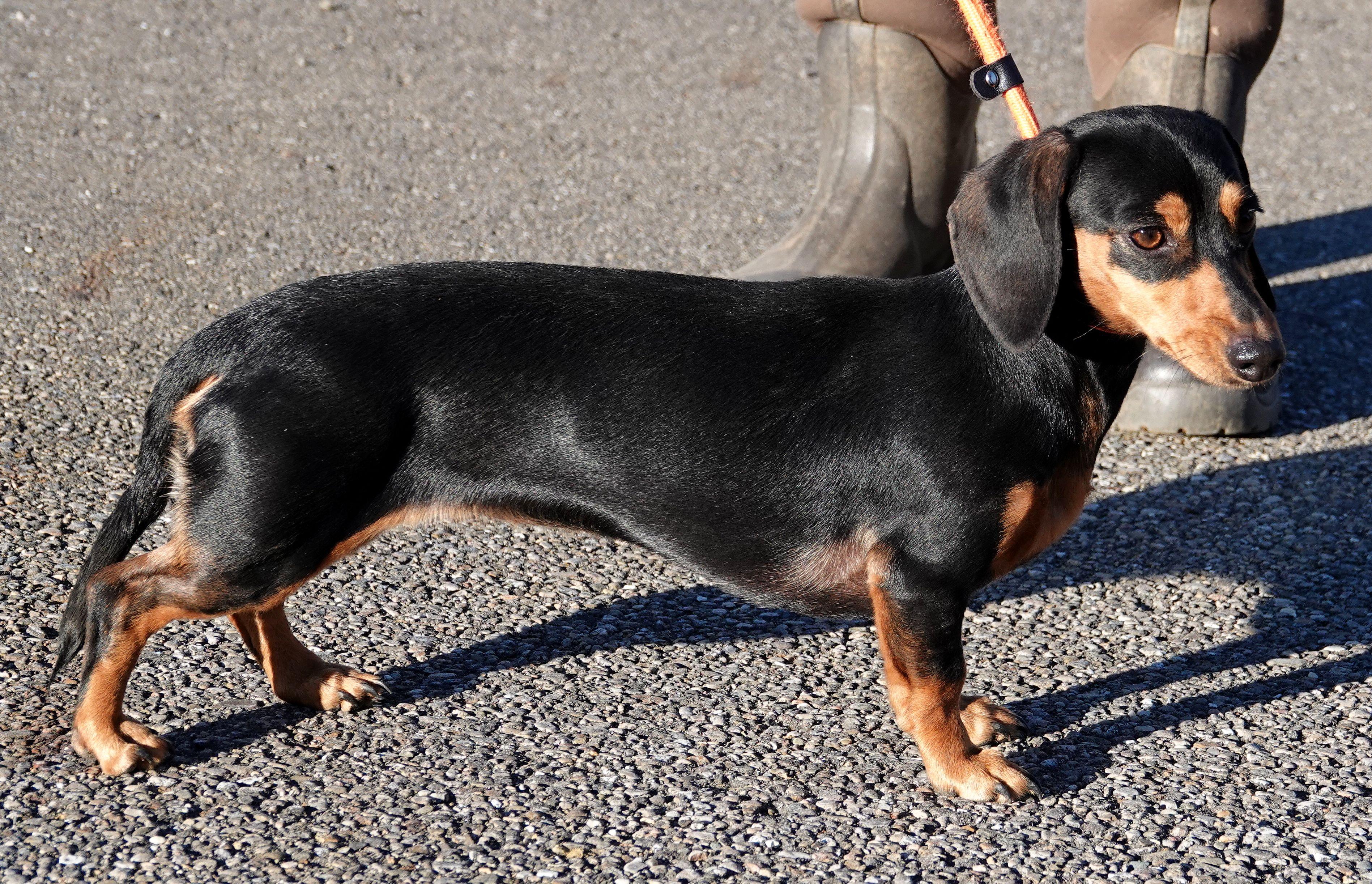 Enlarge Tulip - ADOPTED, an adoption pending Dachshund in Millfield, OH image 3/4