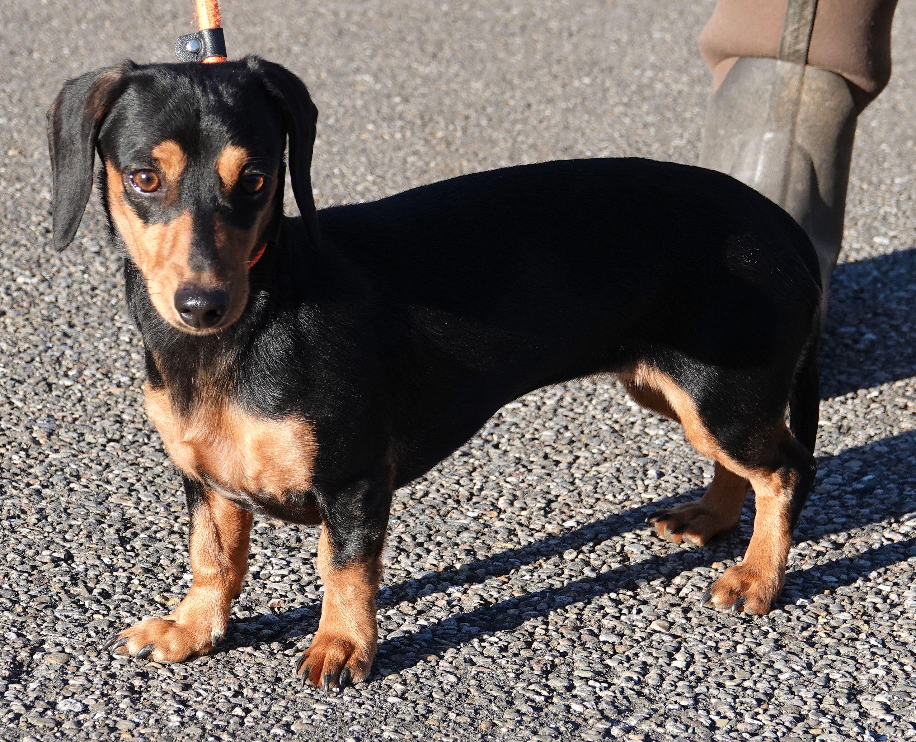 Enlarge Tulip - ADOPTED, an adoption pending Dachshund in Millfield, OH image 4/4
