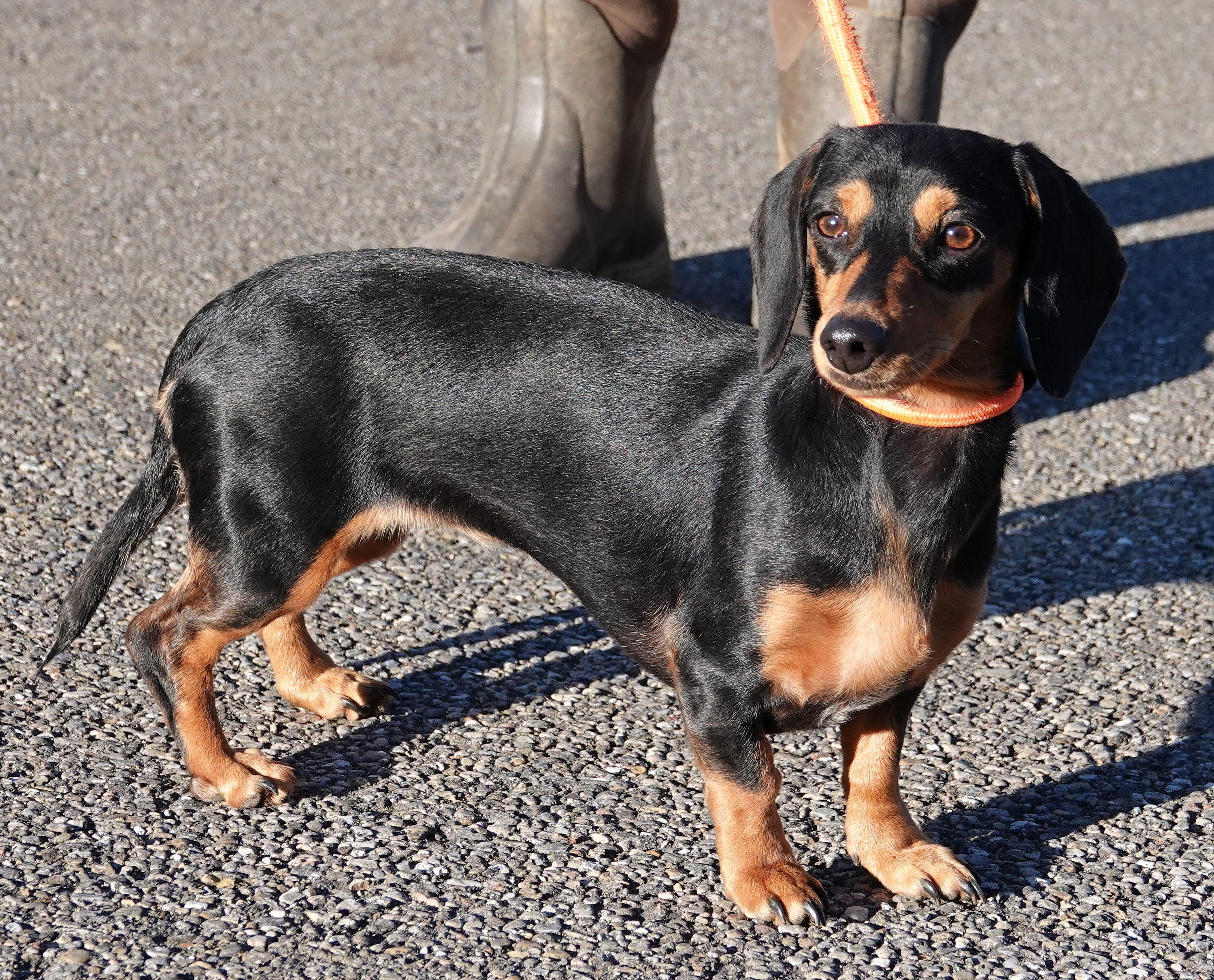 Enlarge Tulip - ADOPTED, an adoption pending Dachshund in Millfield, OH image 2/4