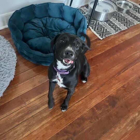 Love Story, Adoptable, Young Female Labrador Retriever & Terrier.