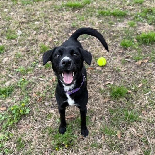 Love Story, Adoptable, Young Female Labrador Retriever & Terrier.