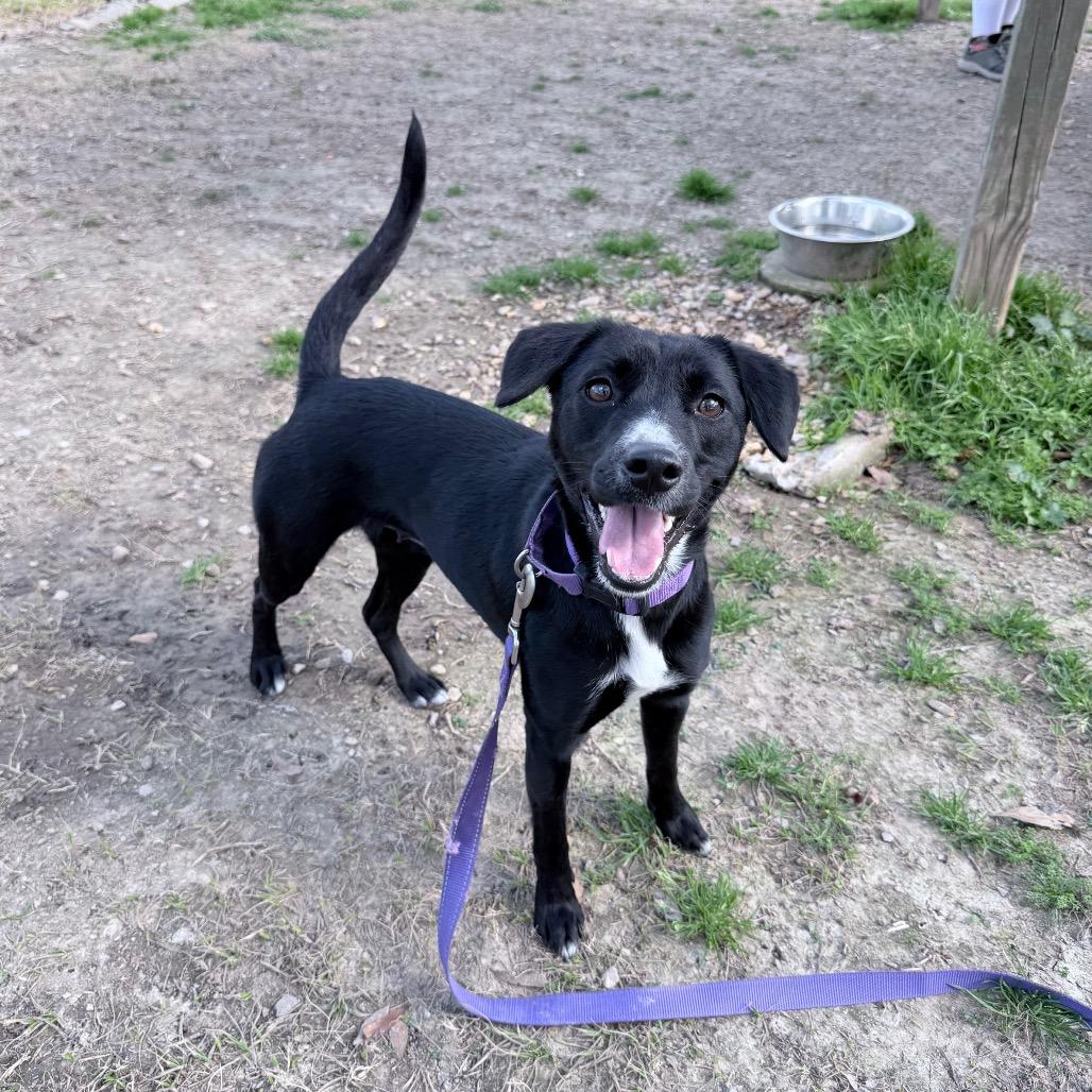 Enlarge Love Story, a Adoptable mixed breed in Carencro, LA image 2/6