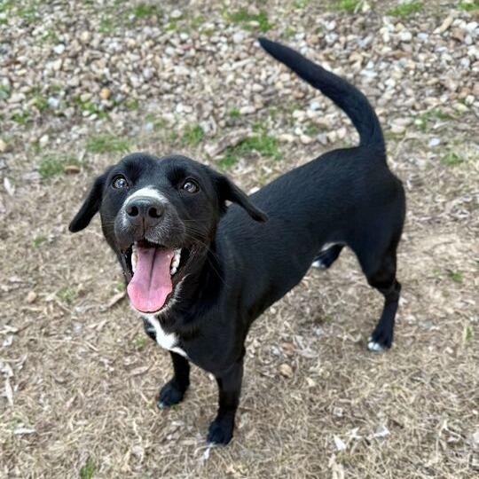 Enlarge Love Story, a Adoptable mixed breed in Carencro, LA image 3/6