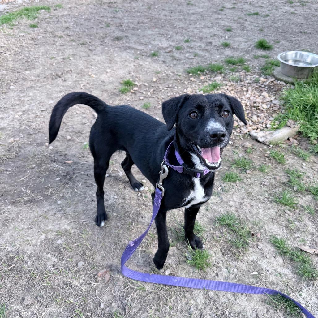 Enlarge Love Story, a Adoptable mixed breed in Carencro, LA image 4/6