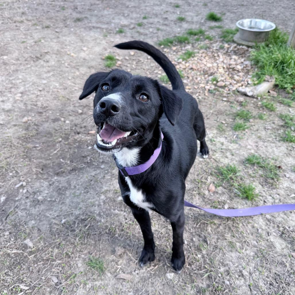 Enlarge Love Story, a Adoptable mixed breed in Carencro, LA image 5/6