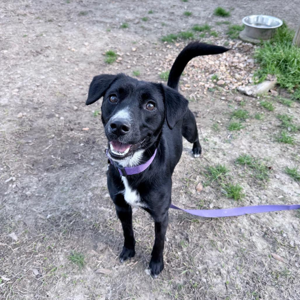 Enlarge Love Story, a Adoptable mixed breed in Carencro, LA image 6/6