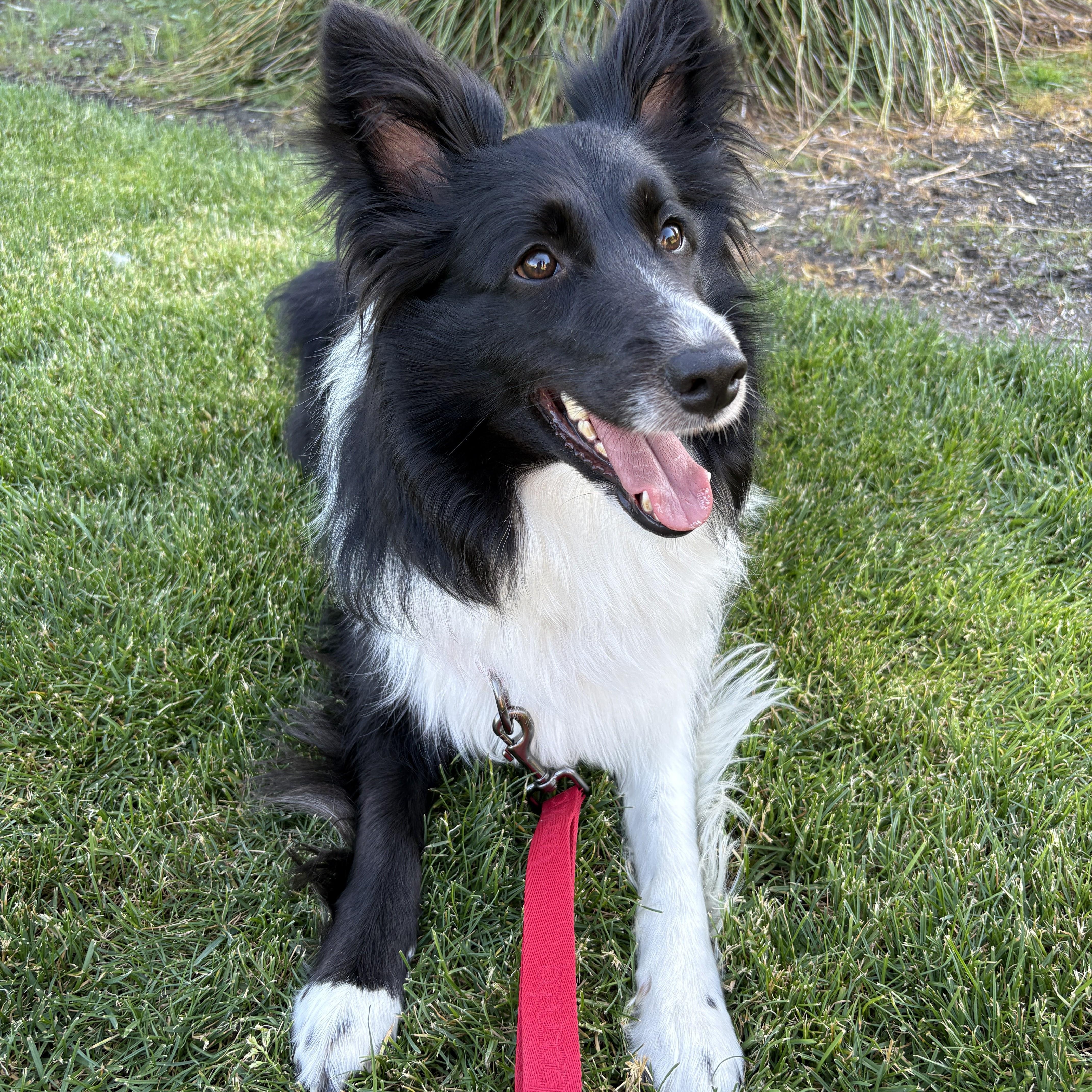 ANU, Adopted, Young Female Border Collie & Shetland Sheepdog / Sheltie.