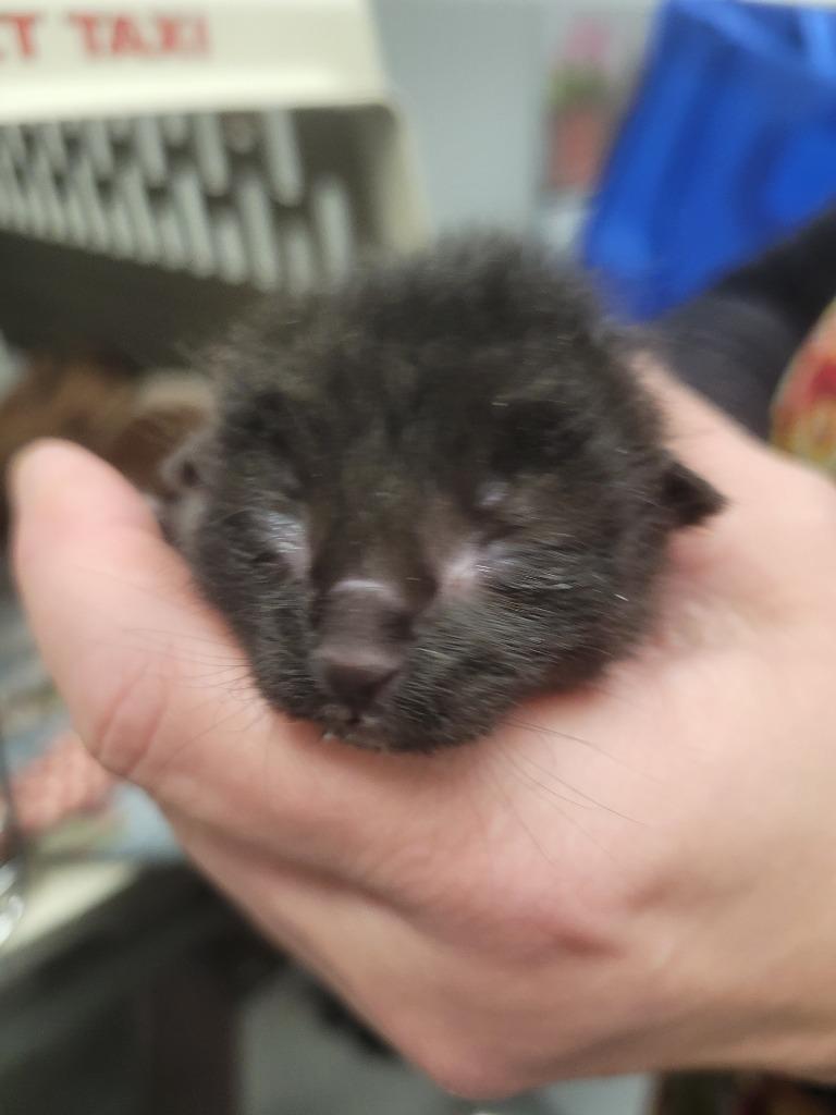 Capn Crunch, Adoptable, Kitten Male Domestic Short Hair.