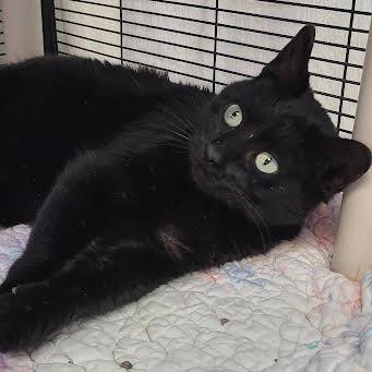 Ricky, Adoptable, Young Female Domestic Short Hair.