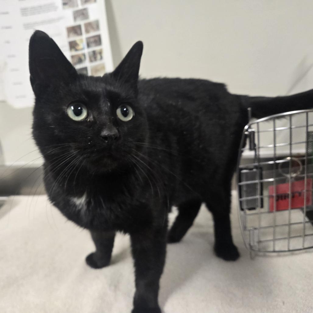 Enlarge Ricky, a Adoptable Domestic Short Hair in Saint Cloud, MN image 2/6