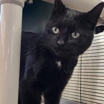 Enlarge Ricky, a Adoptable Domestic Short Hair in Saint Cloud, MN image 3/6