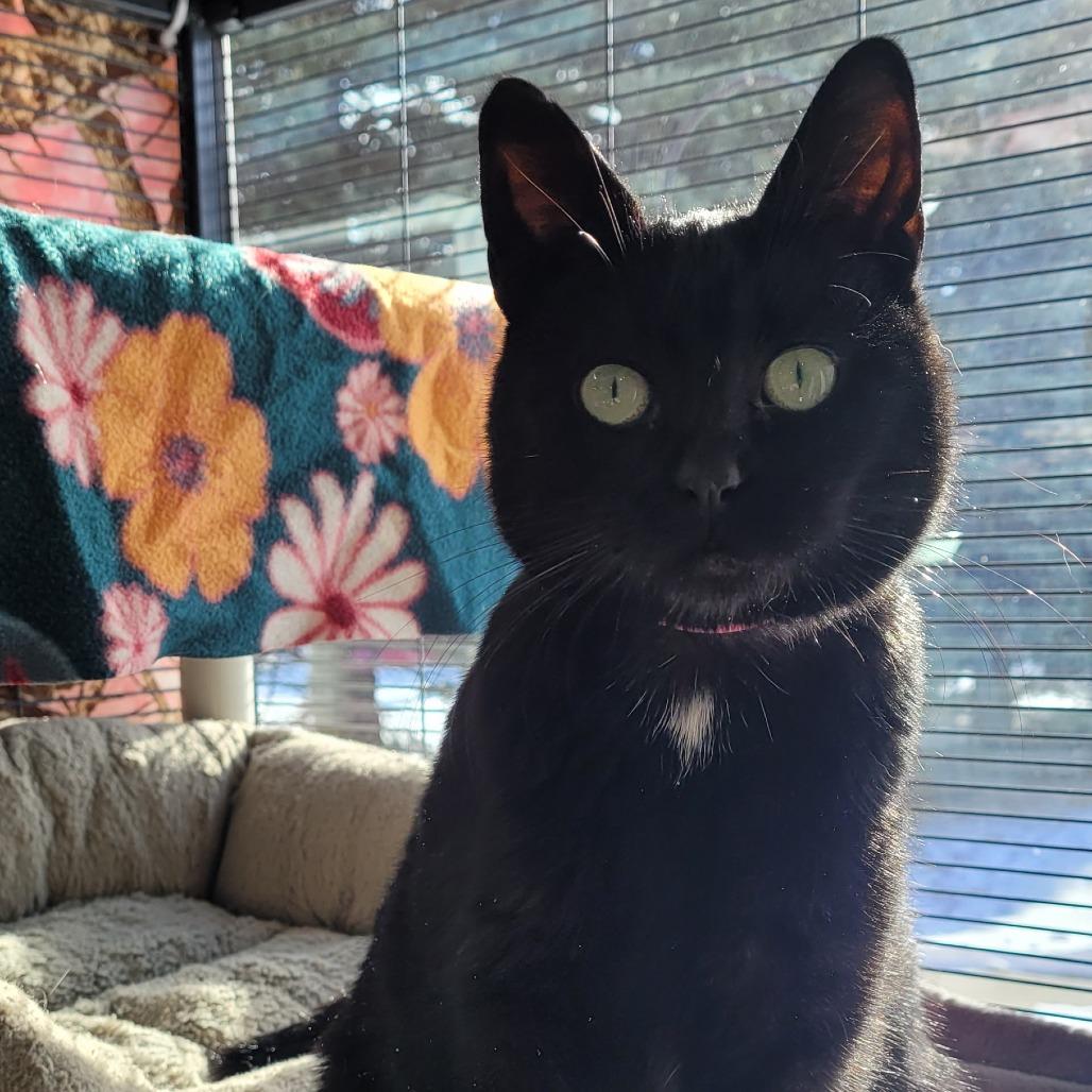 Enlarge Ricky, a Adoptable Domestic Short Hair in Saint Cloud, MN image 4/6