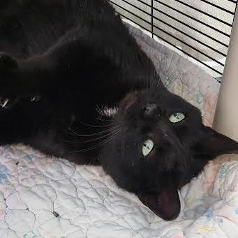 Enlarge Ricky, a Adoptable Domestic Short Hair in Saint Cloud, MN image 5/6