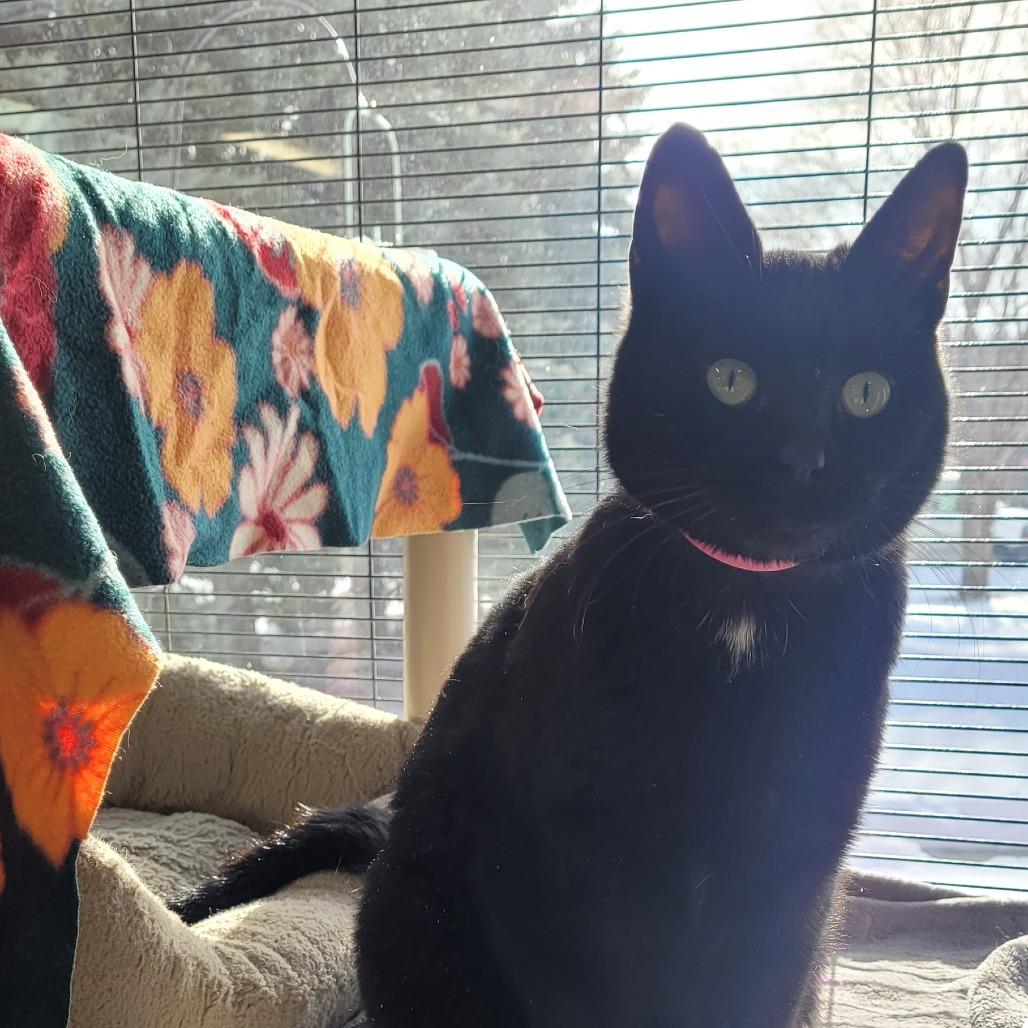 Enlarge Ricky, a Adoptable Domestic Short Hair in Saint Cloud, MN image 6/6