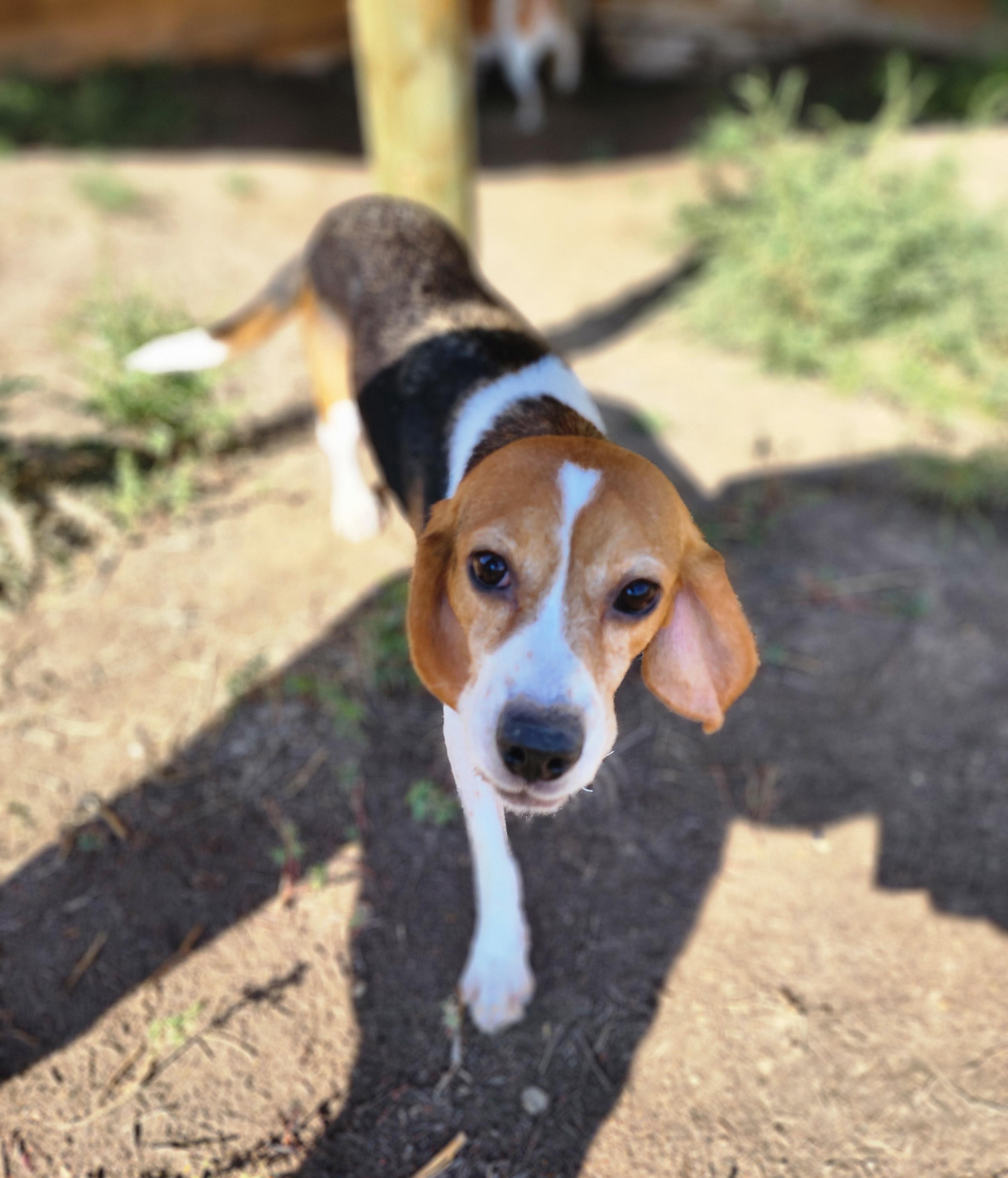 Callaway, an adoptable Beagle in Hartville, WY, 82215 | Photo Image 3