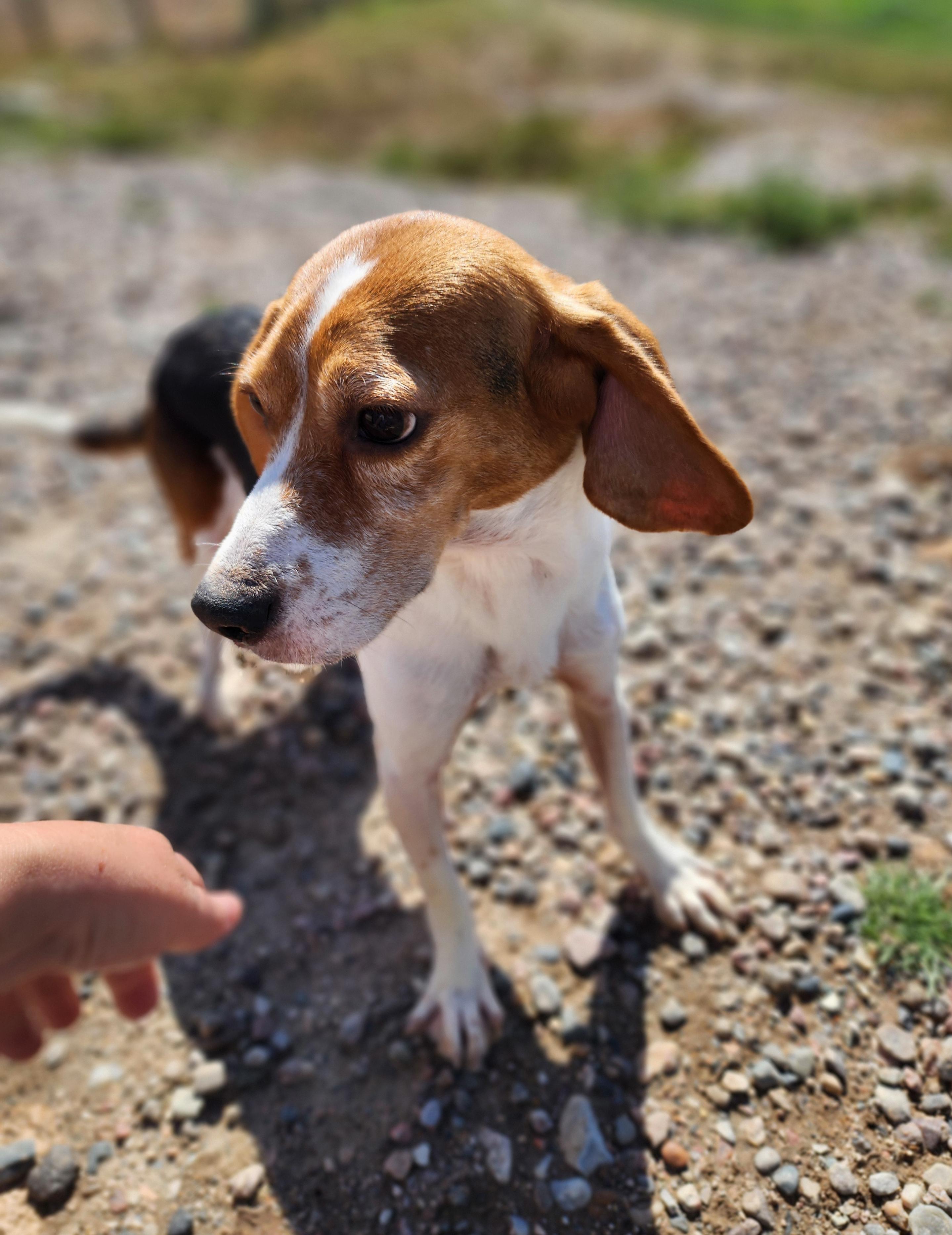 Callaway, an adoptable Beagle in Hartville, WY, 82215 | Photo Image 4