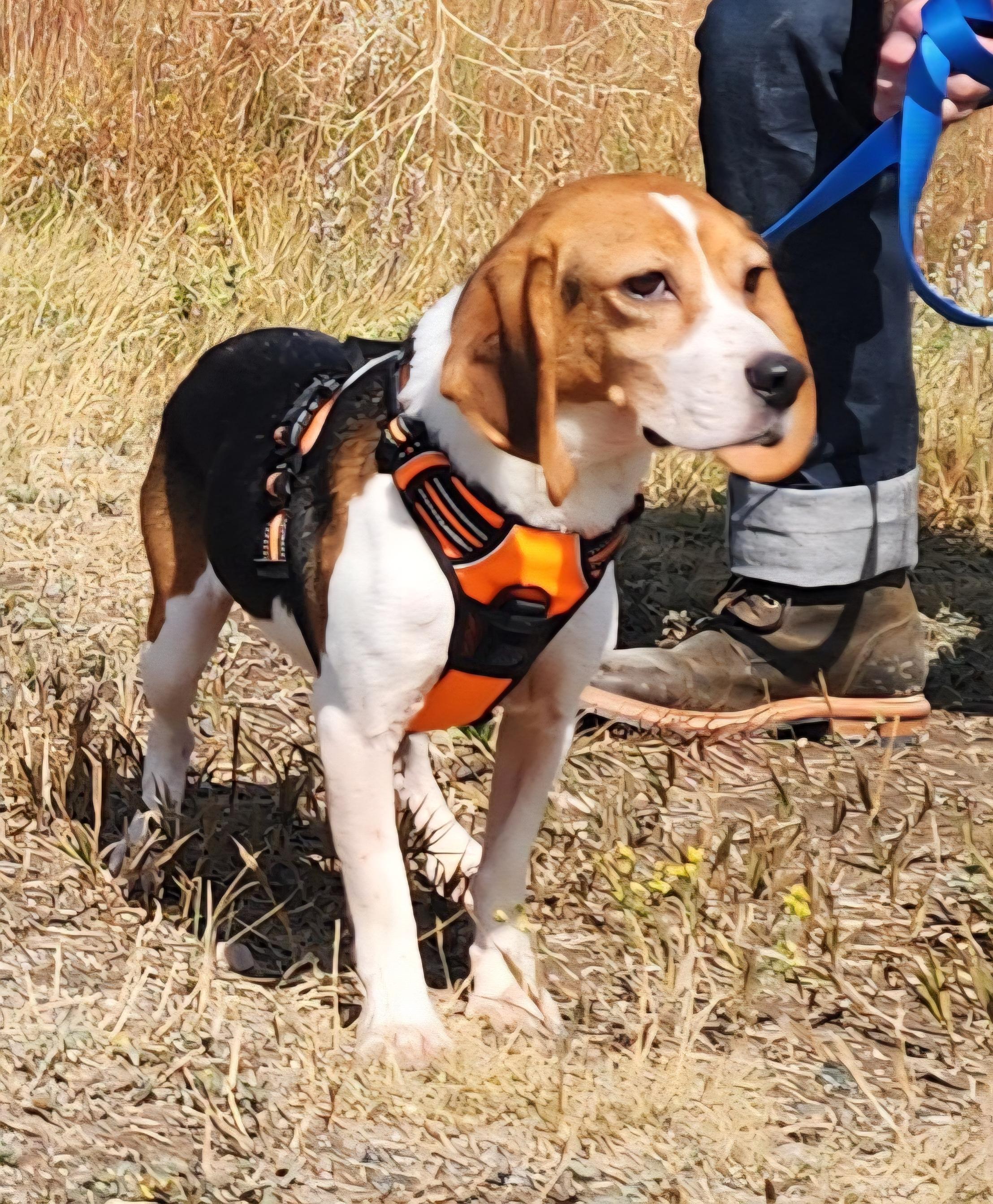 Callaway, an adoptable Beagle in Hartville, WY, 82215 | Photo Image 1