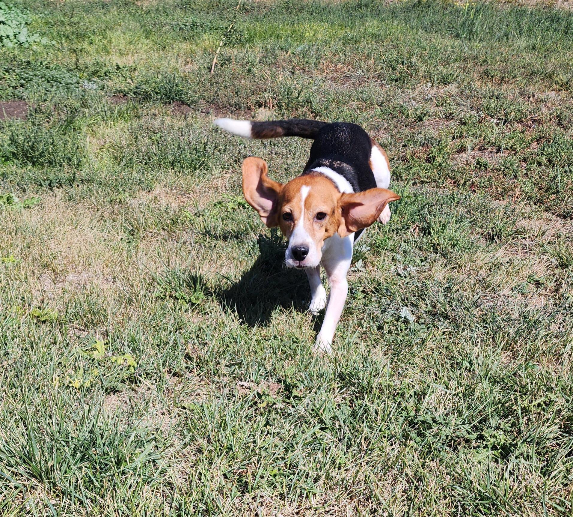 Callaway, an adoptable Beagle in Hartville, WY, 82215 | Photo Image 5