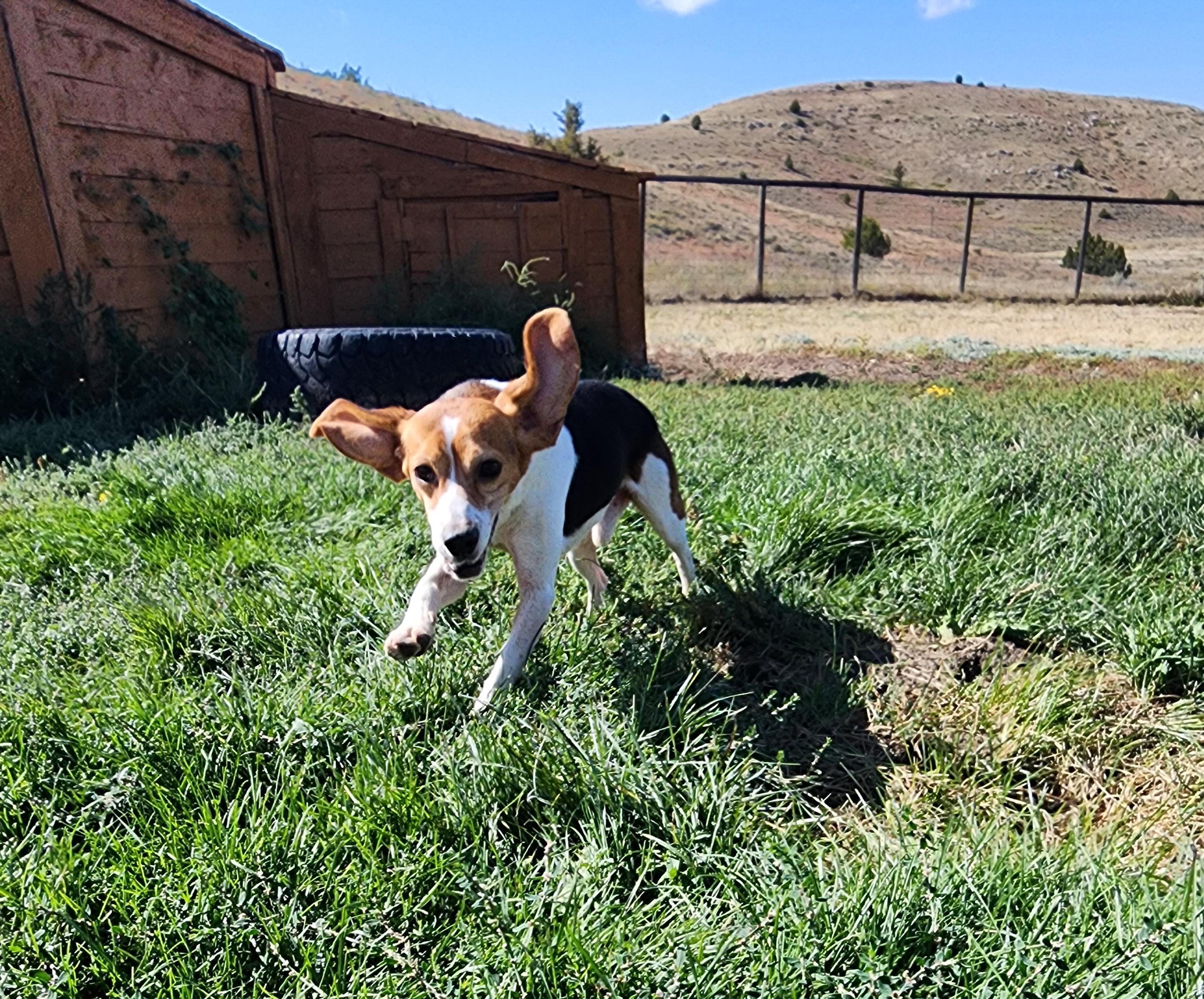 Callaway, an adoptable Beagle in Hartville, WY, 82215 | Photo Image 6