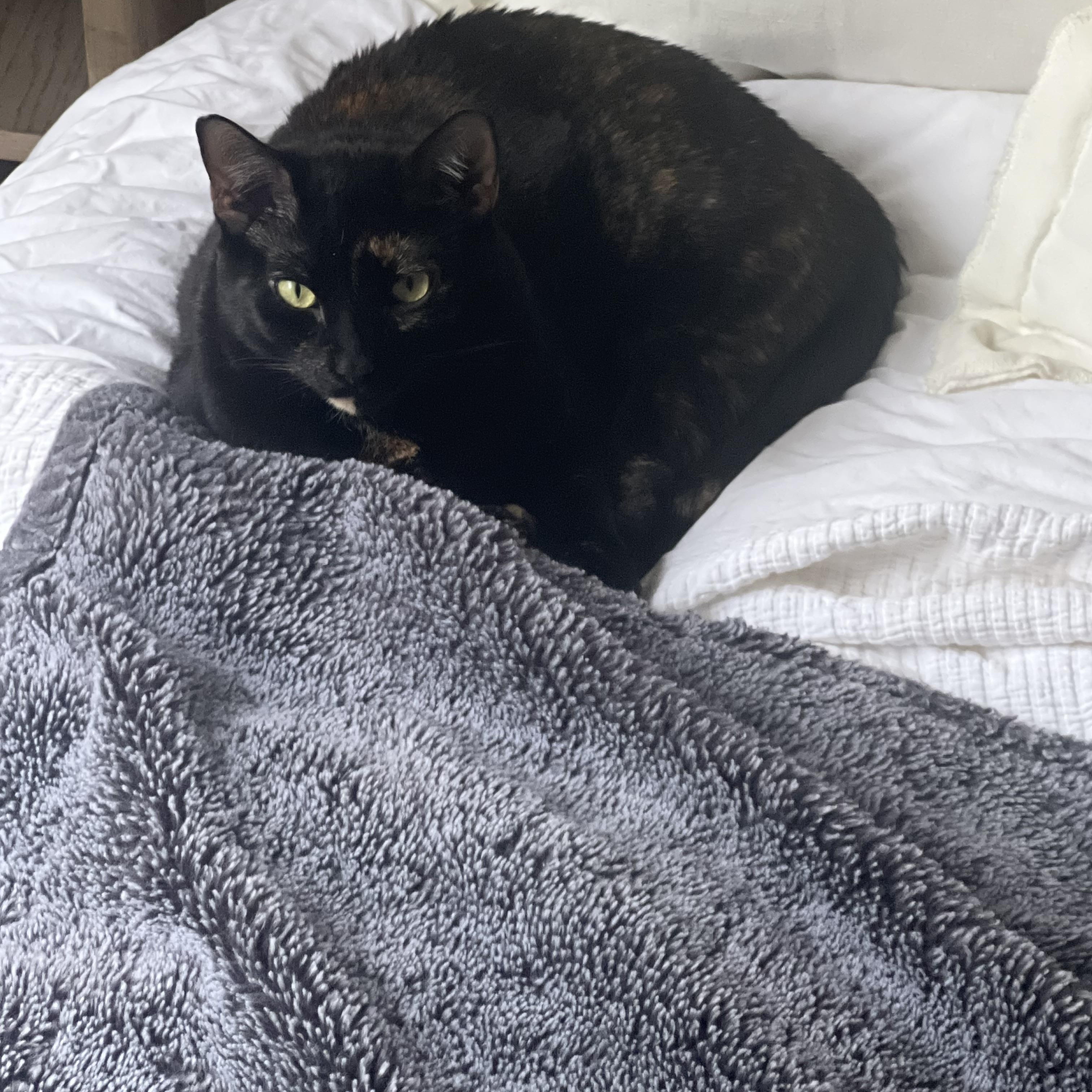 Enlarge Baker and Ozzie COURTESY POST, a ADOPTABLE Domestic Short Hair in Melbourne, FL image 3/4