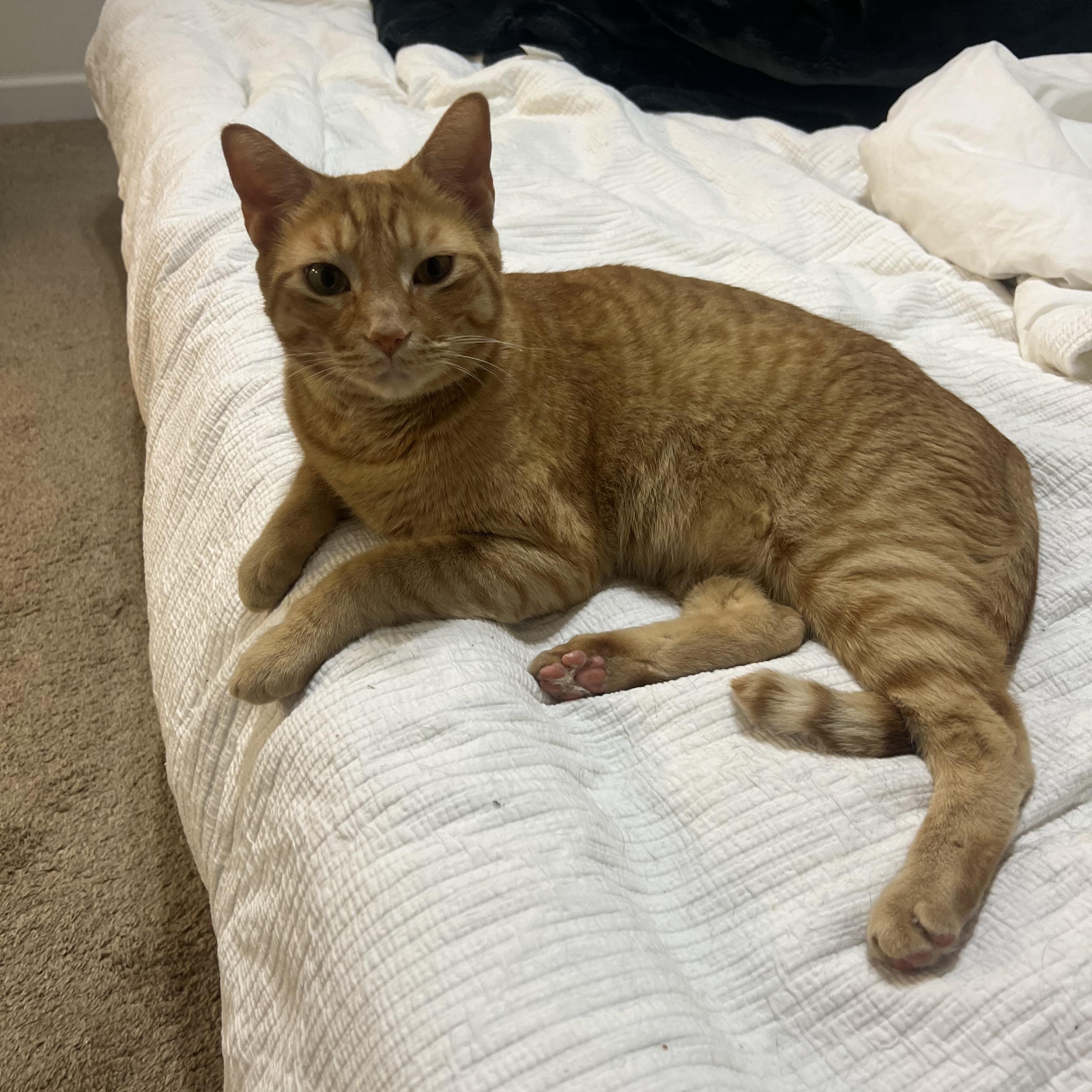 Enlarge Baker and Ozzie COURTESY POST, a ADOPTABLE Domestic Short Hair in Melbourne, FL image 4/4