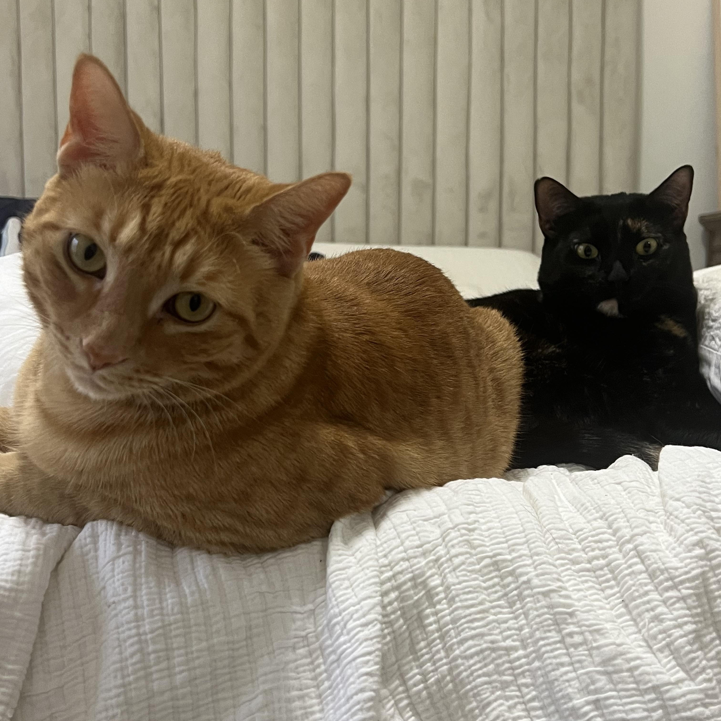 Enlarge Baker and Ozzie COURTESY POST, a ADOPTABLE Domestic Short Hair in Melbourne, FL image 2/4