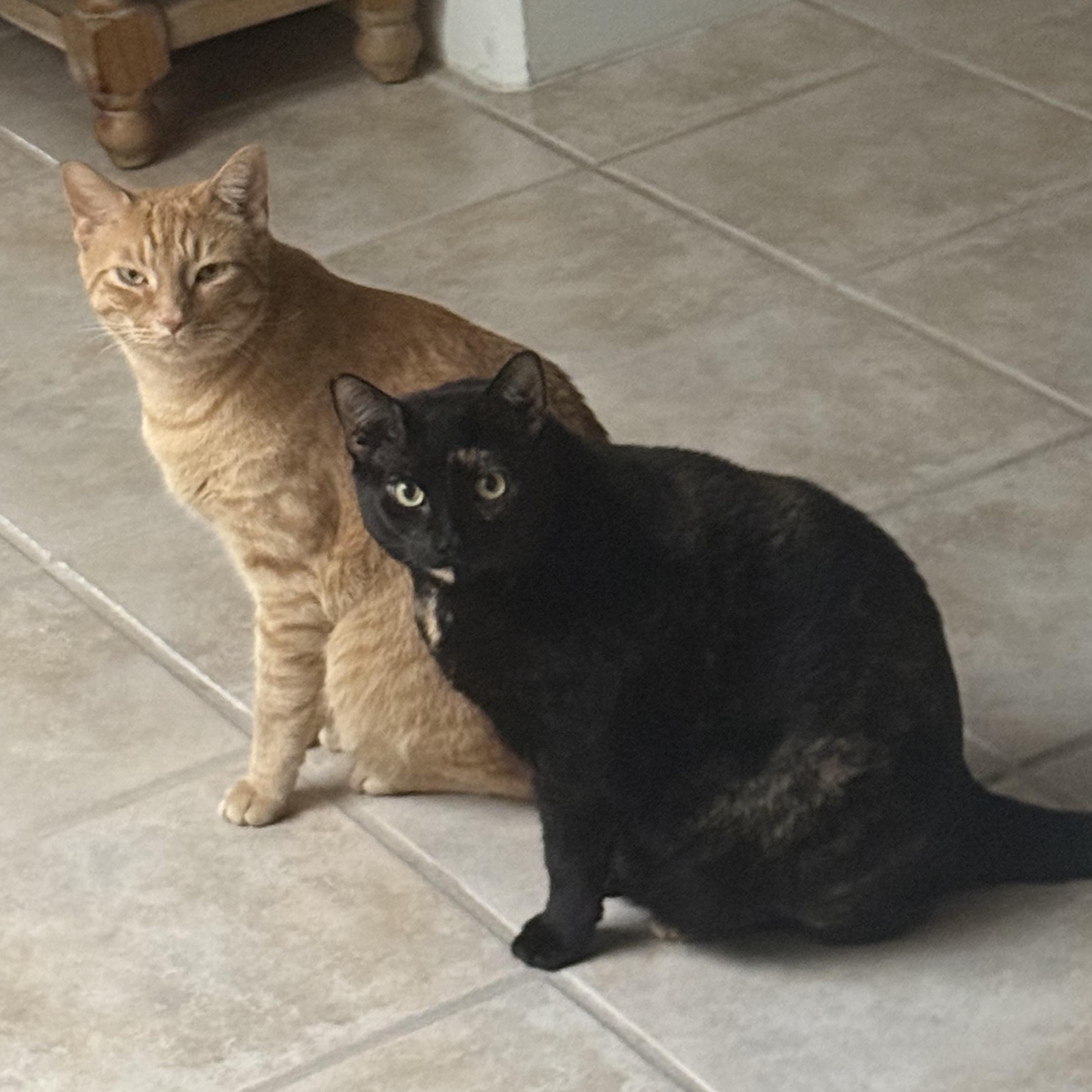Baker and Ozzie COURTESY POST, ADOPTABLE, Adult Male Domestic Short Hair.