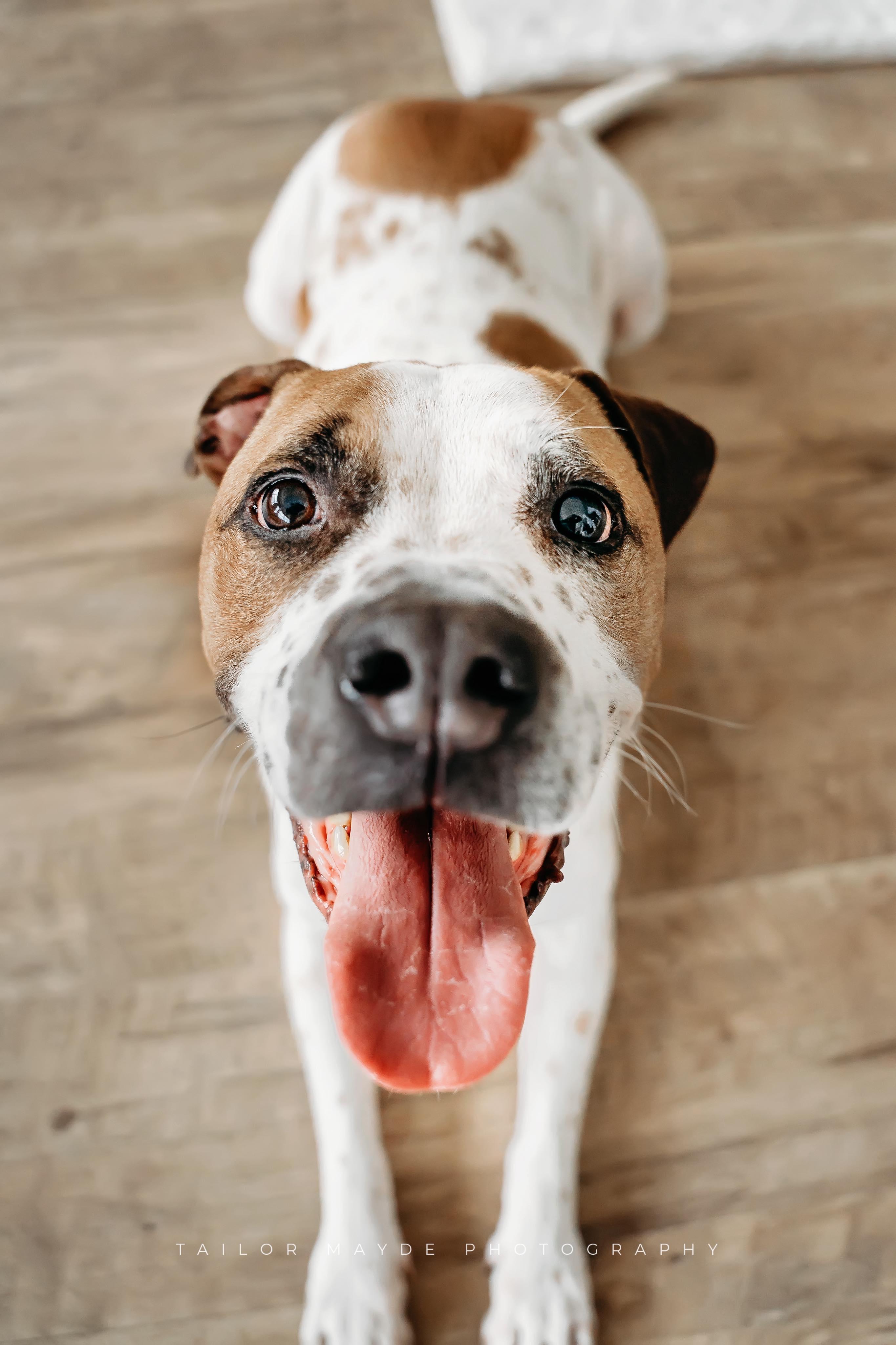 Enlarge Jackson, a ADOPTABLE mixed breed in East Amherst, NY image 3/4