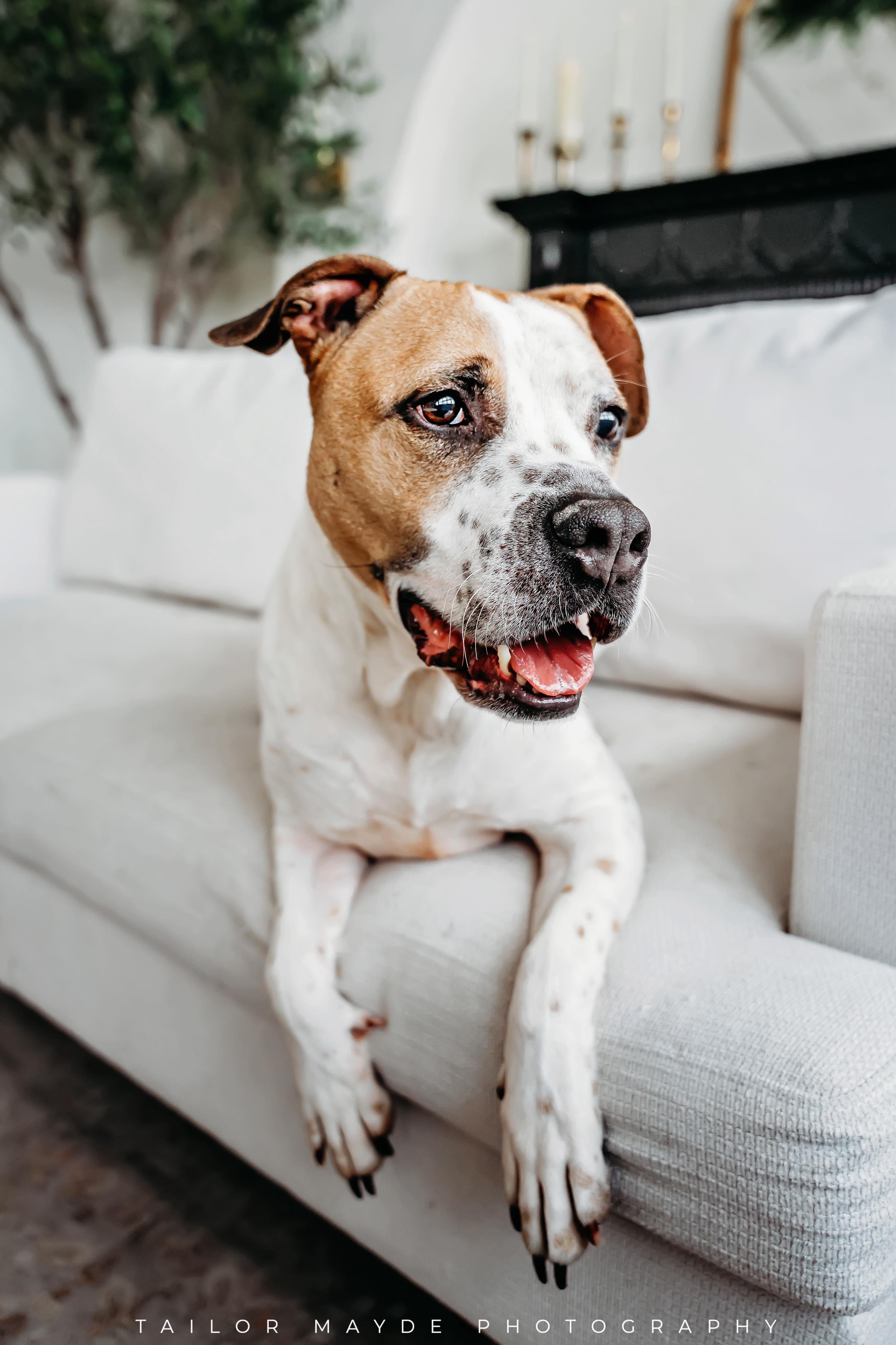 Enlarge Jackson, a ADOPTABLE mixed breed in East Amherst, NY image 2/4