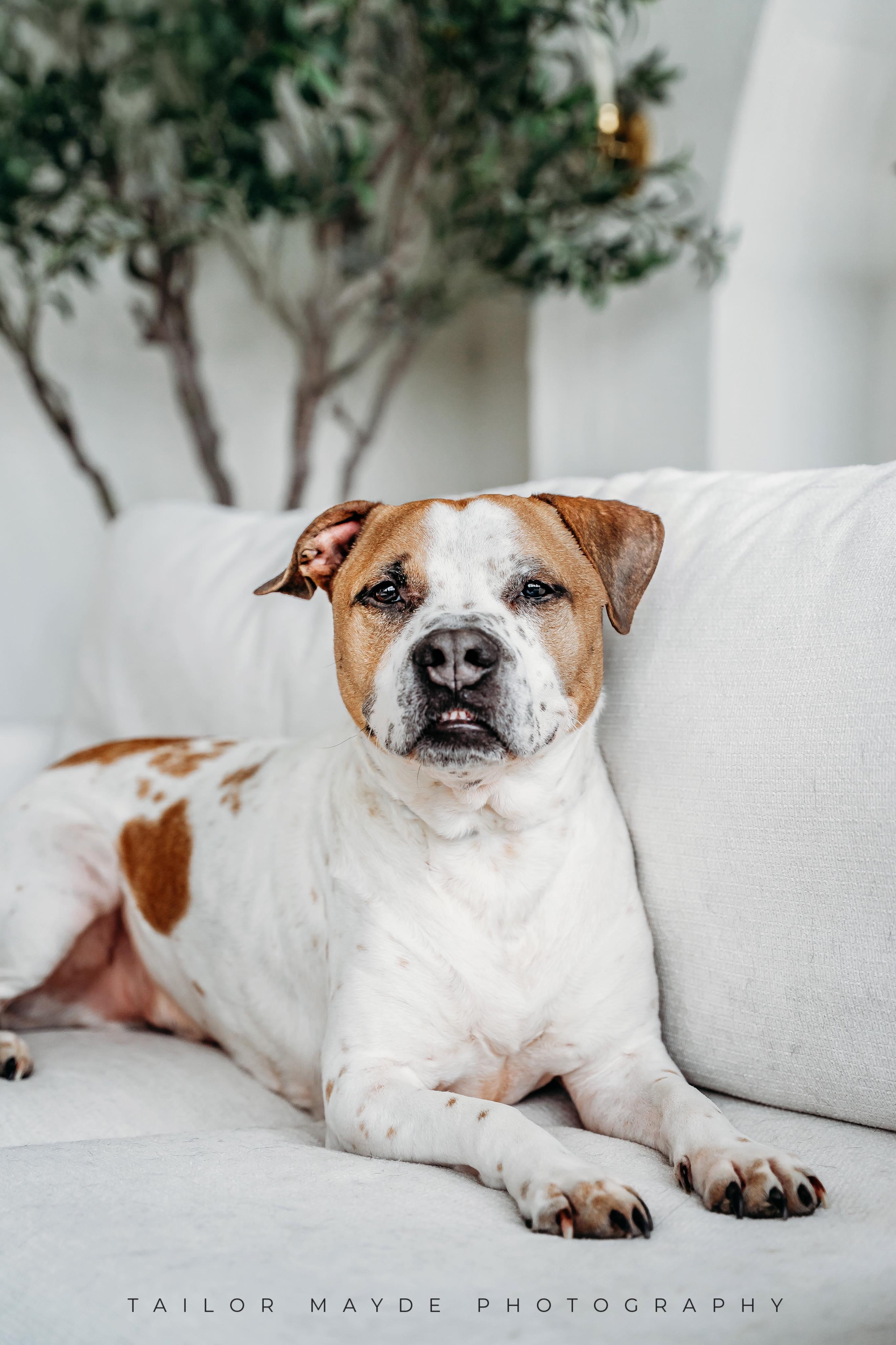 Enlarge Jackson, a ADOPTABLE mixed breed in East Amherst, NY image 4/4