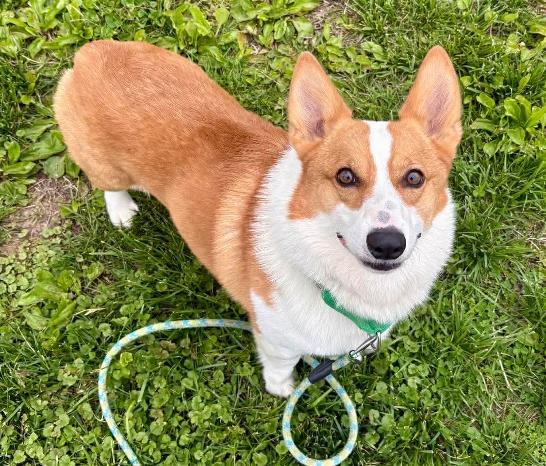 Kobe , a ADOPTABLE Pembroke Welsh Corgi in Fort Madison, IA image 2/4