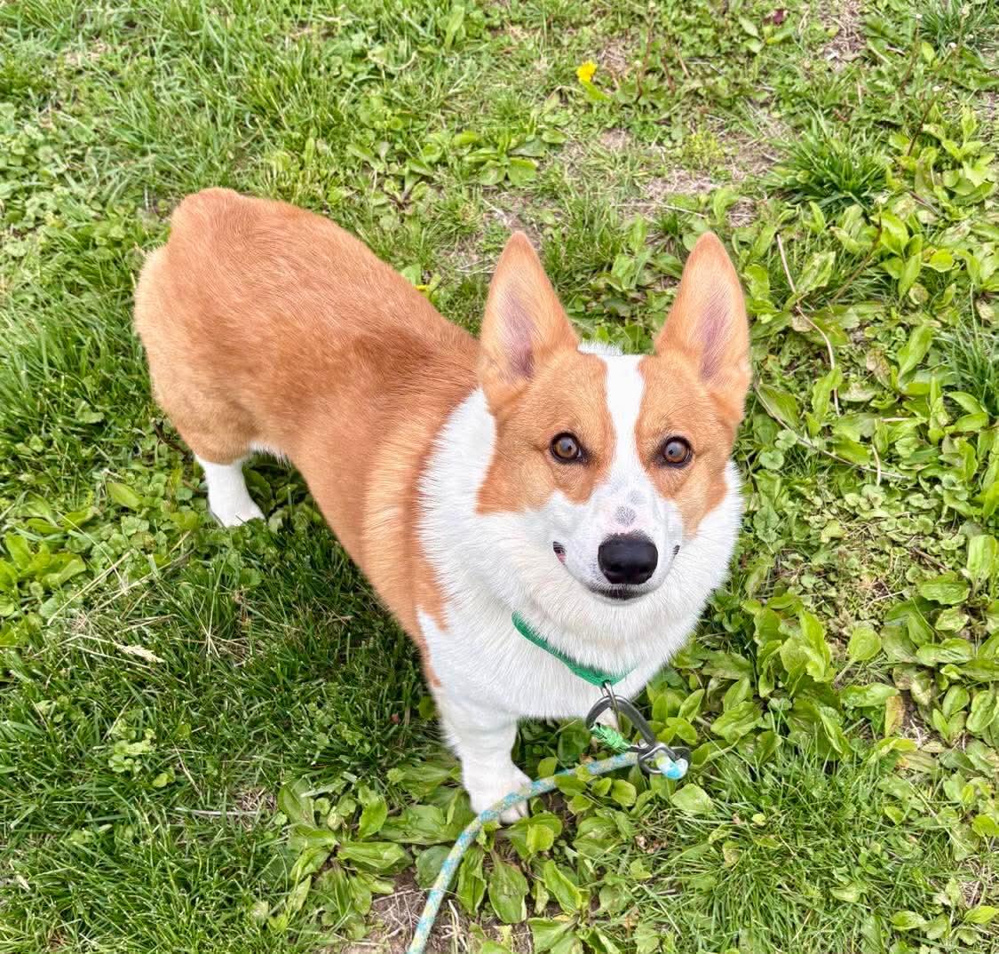 Kobe , a ADOPTABLE Pembroke Welsh Corgi in Fort Madison, IA image 3/4