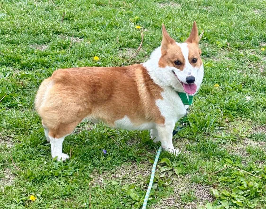 Kobe , ADOPTABLE, Adult Male Pembroke Welsh Corgi.