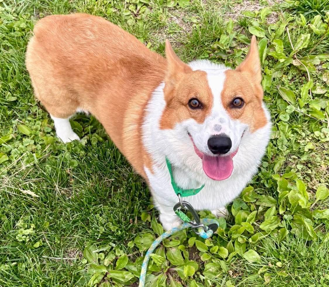 Kobe , a ADOPTABLE Pembroke Welsh Corgi in Fort Madison, IA image 4/4