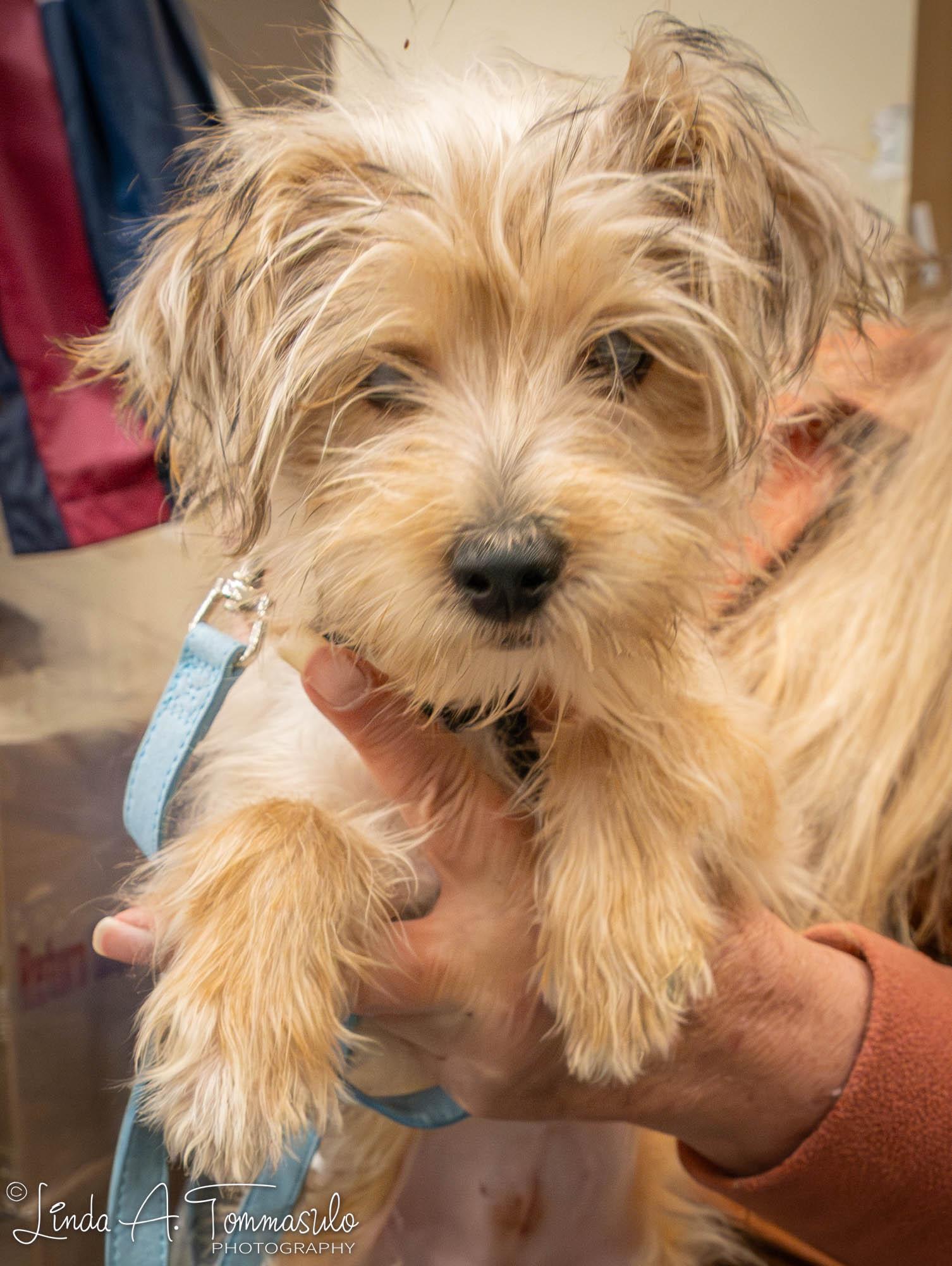 Enlarge Ivy, an adoptable mixed breed in Albany, NY image 5/6