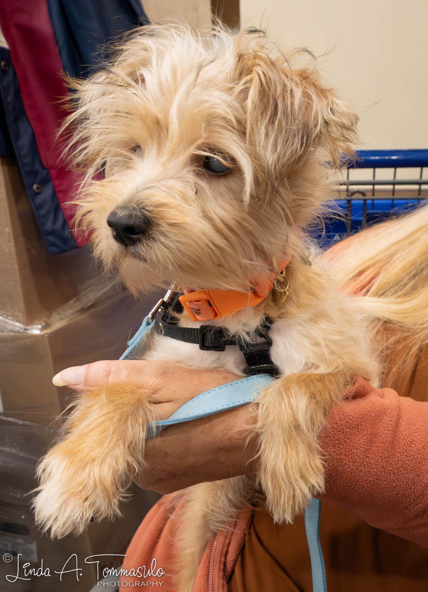 Enlarge Ivy, an adoptable mixed breed in Albany, NY image 6/6