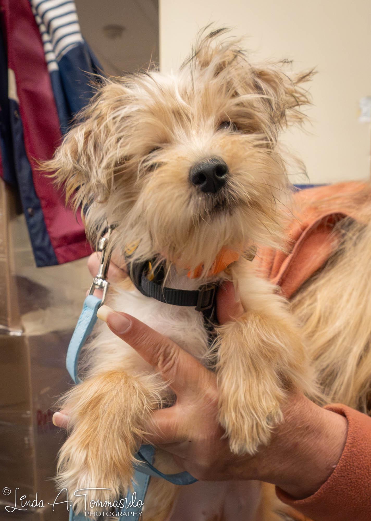 Enlarge Ivy, an adoptable mixed breed in Albany, NY image 3/6