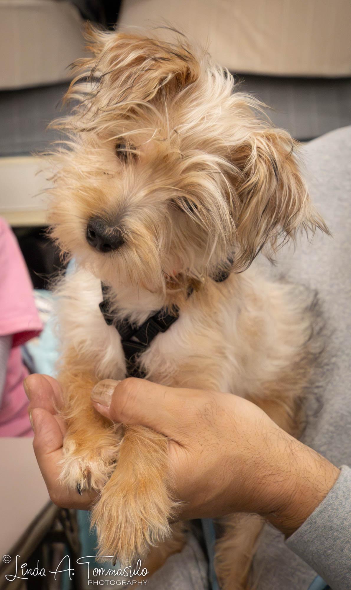 Enlarge Ivy, an adoptable mixed breed in Albany, NY image 4/6