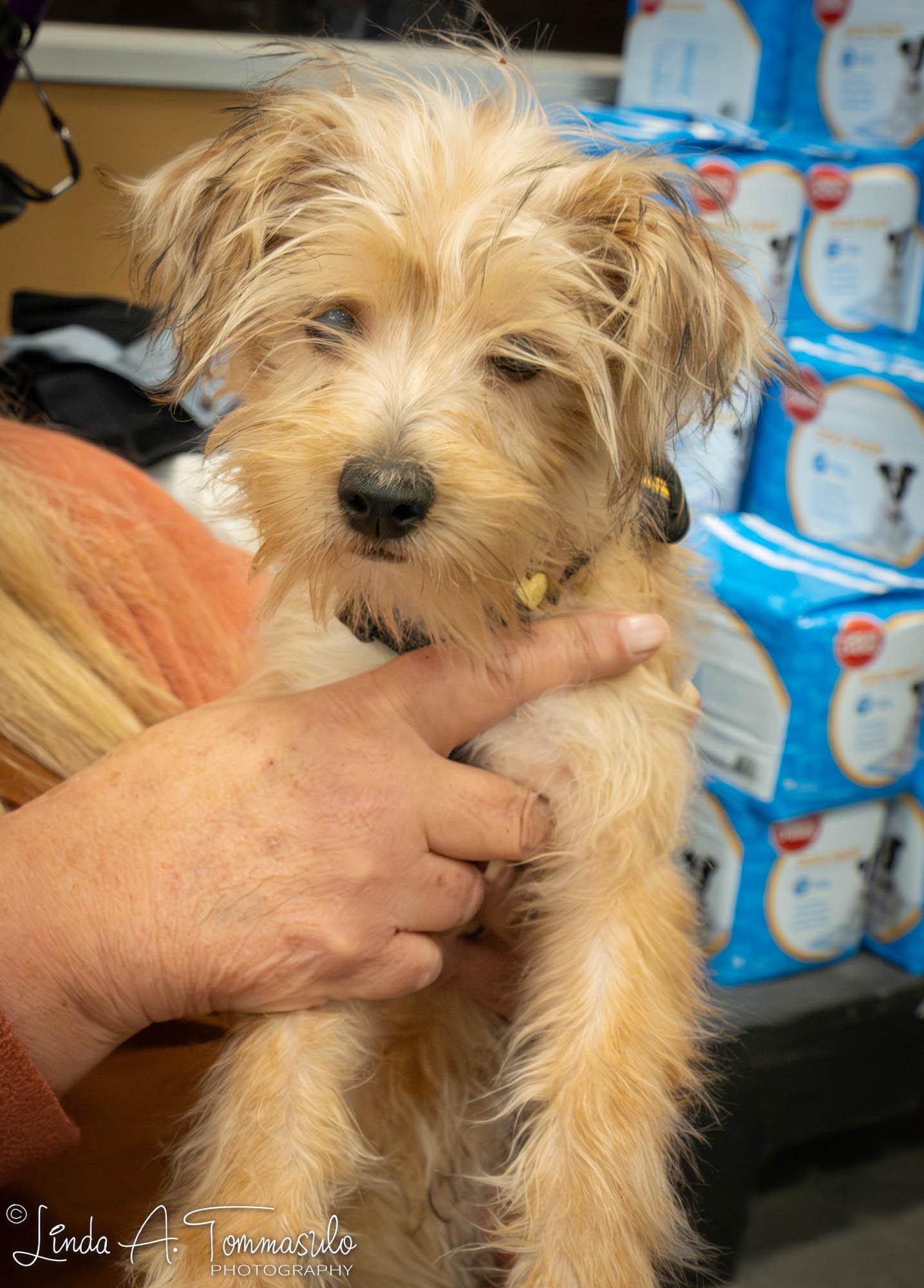 Enlarge Ivy, an adoptable mixed breed in Albany, NY image 2/6