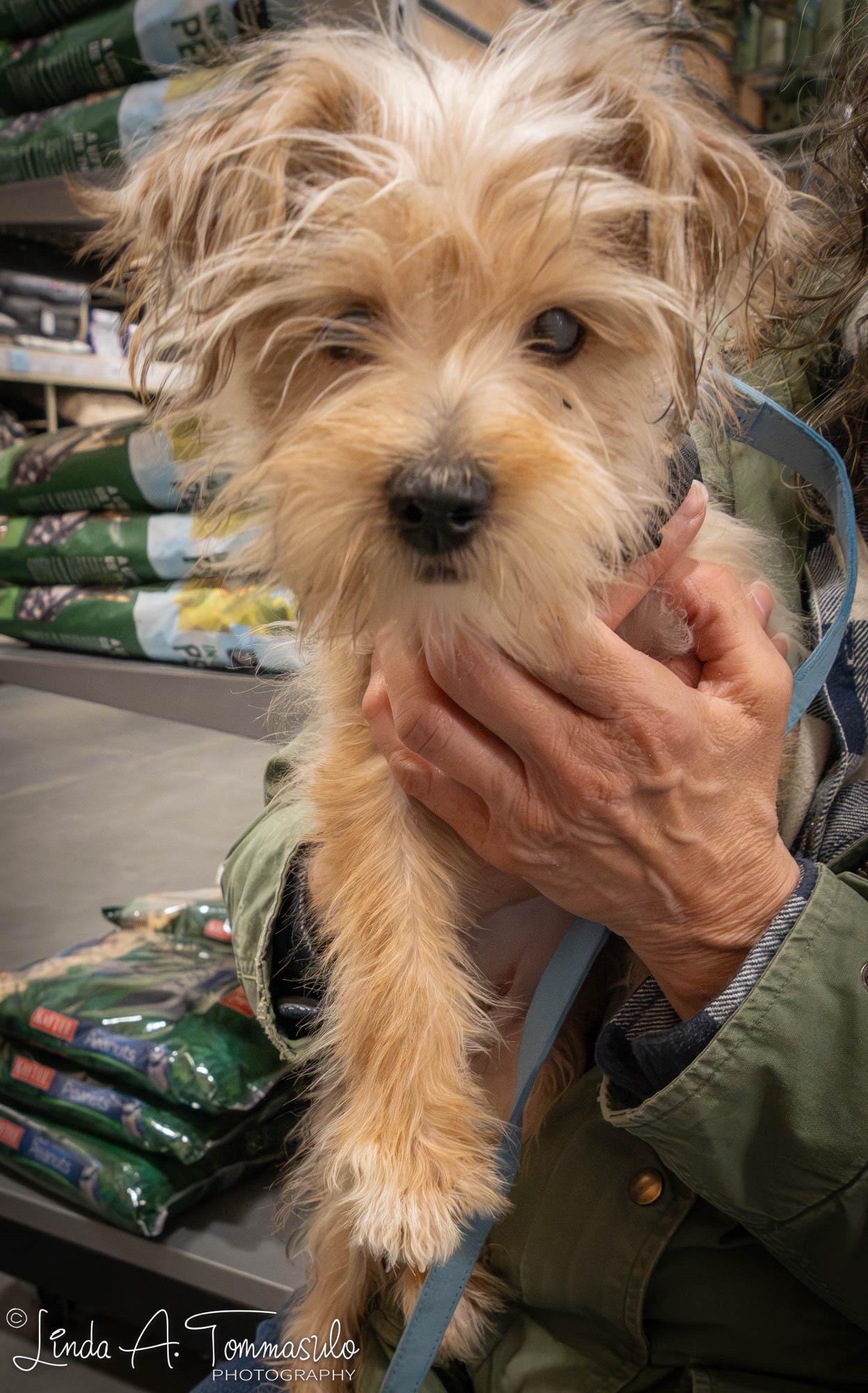 Enlarge Ivy, an adoptable mixed breed in Albany, NY image 1/6