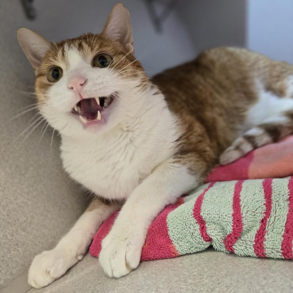 Magner, Adoptable, Senior Male Domestic Short Hair.