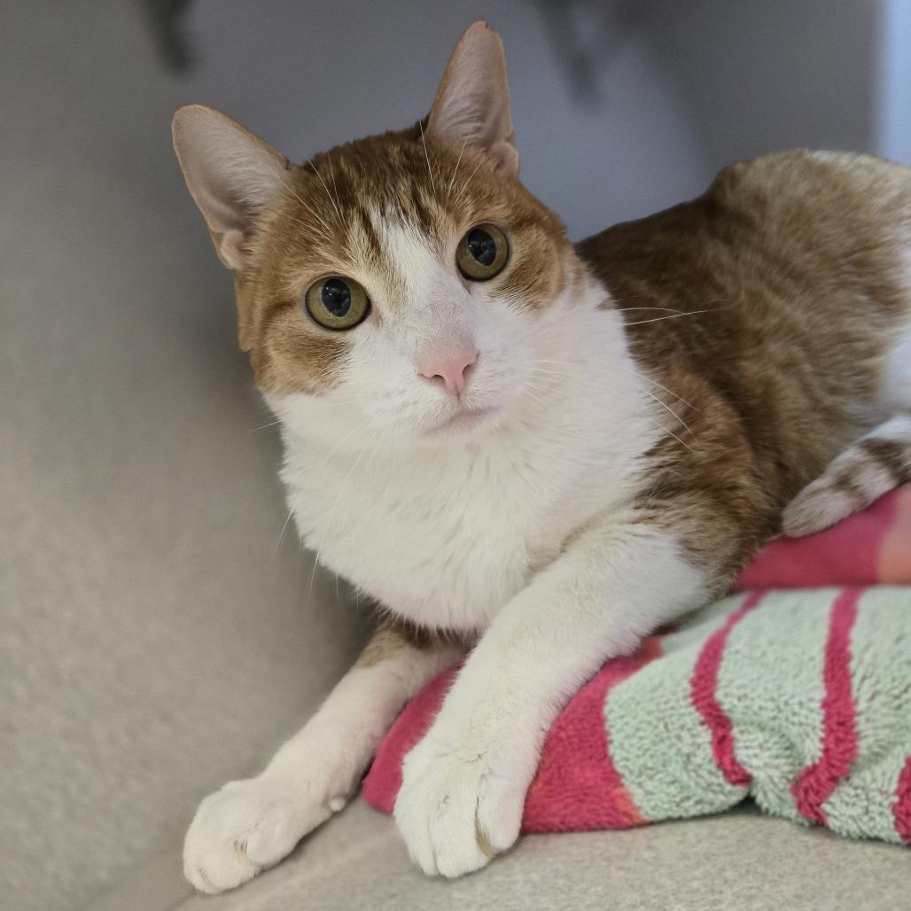 Magner, a Adoptable Domestic Short Hair in Pittsburgh, PA image 2/3
