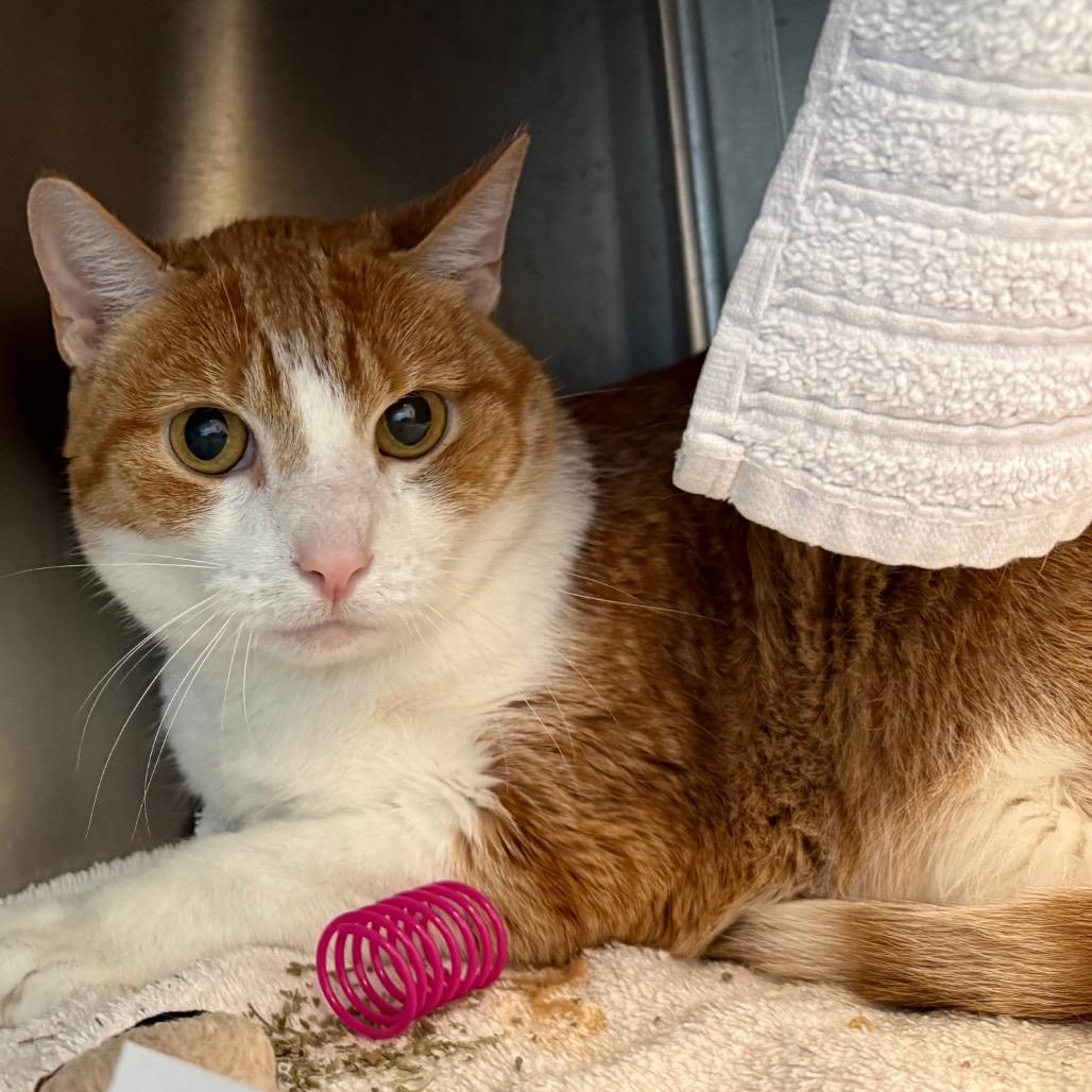 Magner, a Adoptable Domestic Short Hair in Pittsburgh, PA image 3/3