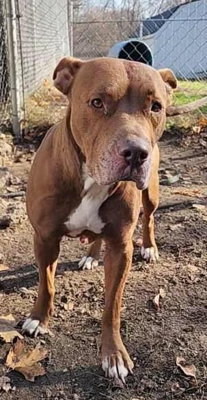 Enlarge ROSIE, a ADOPTABLE American Bully in Reed City, MI image 1/3