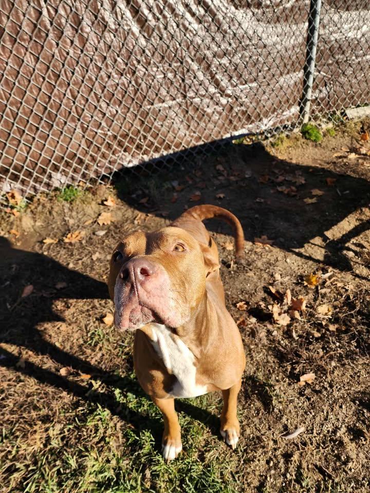 Enlarge ROSIE, a ADOPTABLE American Bully in Reed City, MI image 2/3