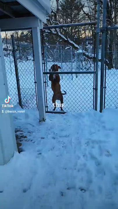 Enlarge ROSIE, a ADOPTABLE American Bully in Reed City, MI video 3/3