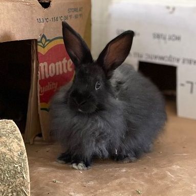 Indy (bonded with Choco), Adoptable, Adult Female Angora Rabbit & American.